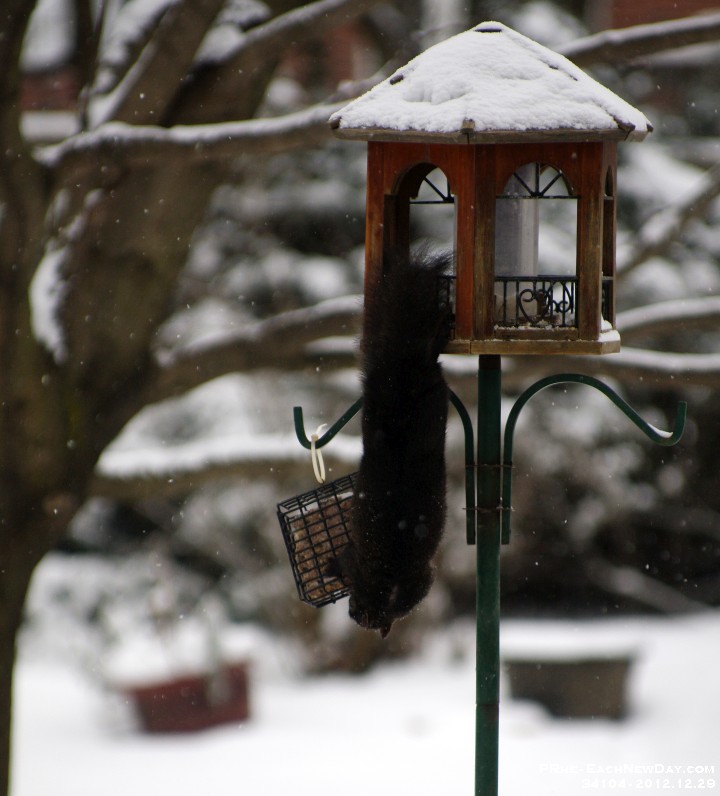 34104CrLeSh - A Squirrel going through contortions for some suet